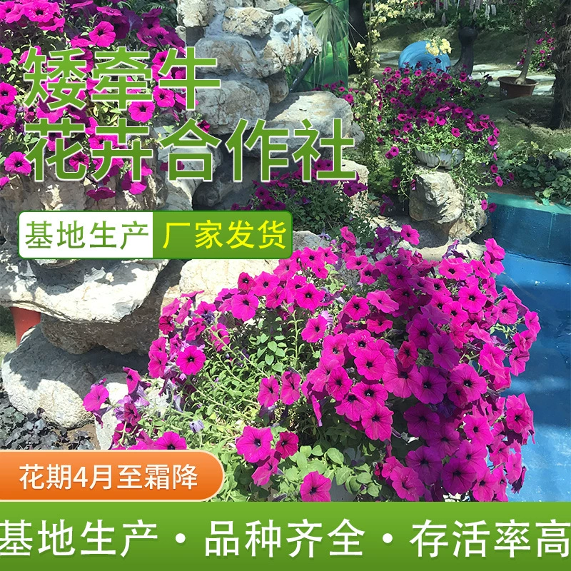 Подвесной утренний цветок, воздушный змей, цветочный горшок, цветок в горшке, цветочное растение на балконе во дворе, легко выращивается, поставляется с цветами