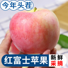 陝西洛川蘋果新鮮脆甜紅富士當季水果冰糖心整箱10斤順豐包郵
