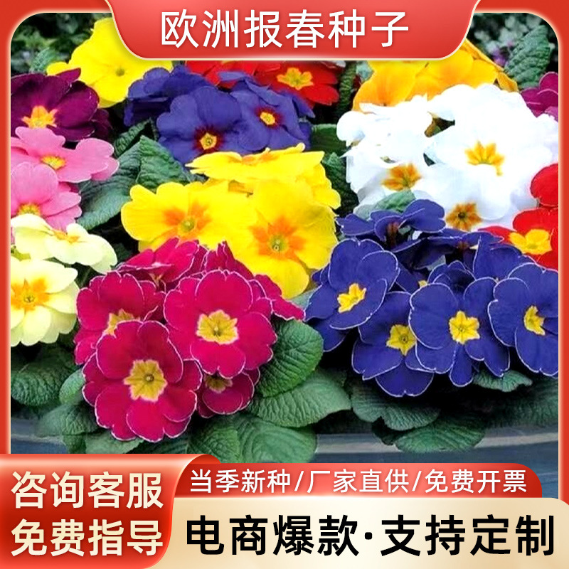欧洲报春种子春秋播耐寒盆栽花种阳台庭院景观花卉种子报春花到付