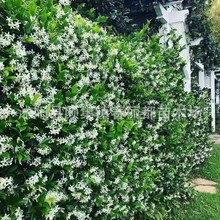 苗圃批发爬藤植物四季常绿攀岩耐寒花络石藤银丝茉莉风车苗热销款