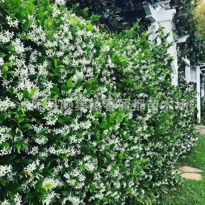 Оптовые поставки вьющихся растений для питомников, вечнозеленые вьющиеся растения для всех сезонов, морозостойкие цветочные лозы, серебристый жасмин, сеянцы ветряных мельниц, самые продаваемые модели.