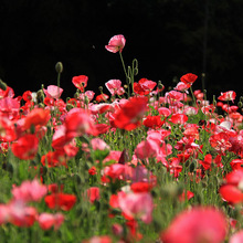 l|ݱܷN u  ^p@ˇ ׷Nֲ^