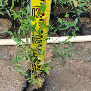 ������ �҃Ȼ��� ��ꎻ��� ���ֲ�� ������