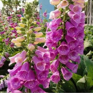 Wholesale Fishing Bell Willow Flower Seeds Hanging Bell Willow Seeds Landscaping Seeds Flower Mirror Flower Bed Landscape Flower Seeds