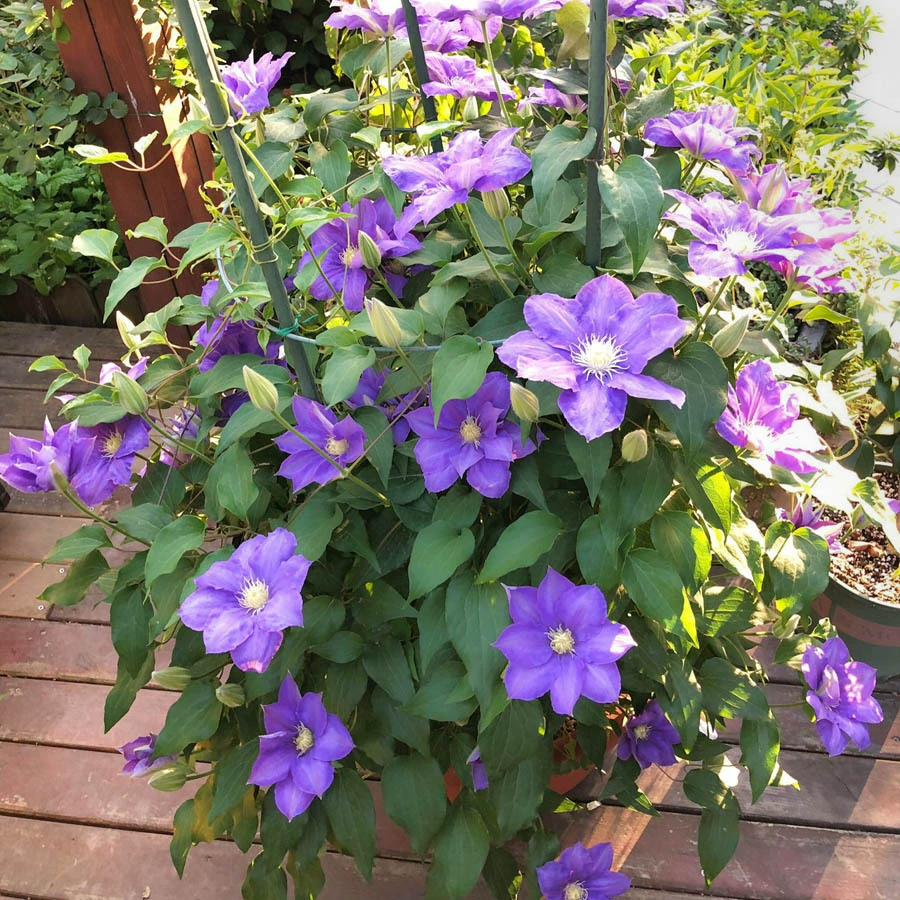 Корень клематиса в горшке Свежий клематис Цветок Рассада Сад Двор Вьющаяся лоза Зеленое растение Вьющийся цветок Рассада