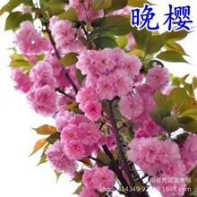 日本晚樱树批发 长期供应落叶乔木 晚樱树 晚樱树价格低$