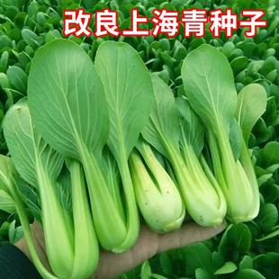 Improved Shanghai Green Seeds for Sowing Chicken Feathers and Small Rapeseed Seeds in All Seasons, Farmyard Short-Legged Small Green Vegetable Seeds
