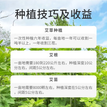 9SUS��Ҷʳ�ð�����ֲ�������簬�������Ӱ��������԰�����������