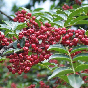 Nine-Leaf Green Pepper Seedlings Potted Fruit-Bearing Edible Sichuan Rattan Pepper Seedlings Dahongpao Pepper Ground-Planted Fruit Saplings