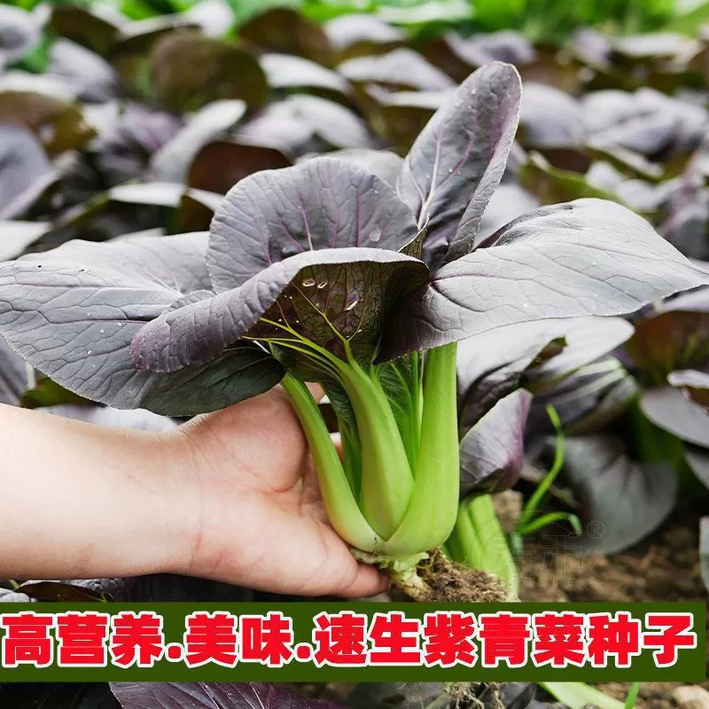 Zifei Шанхай Зеленая семенная фабрика Оптовая Китайская капуста и семена китайской капусты Быстро растущий фиолетовый Рапс куриный волос перец