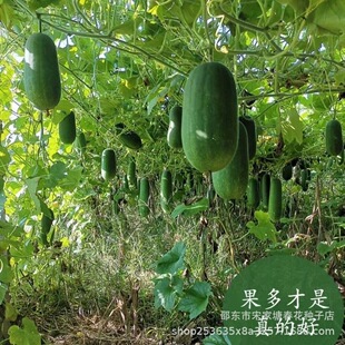 С���ϷN���̨ͥԺ����ë���ϷN�ݴ����ļ��߲˷N