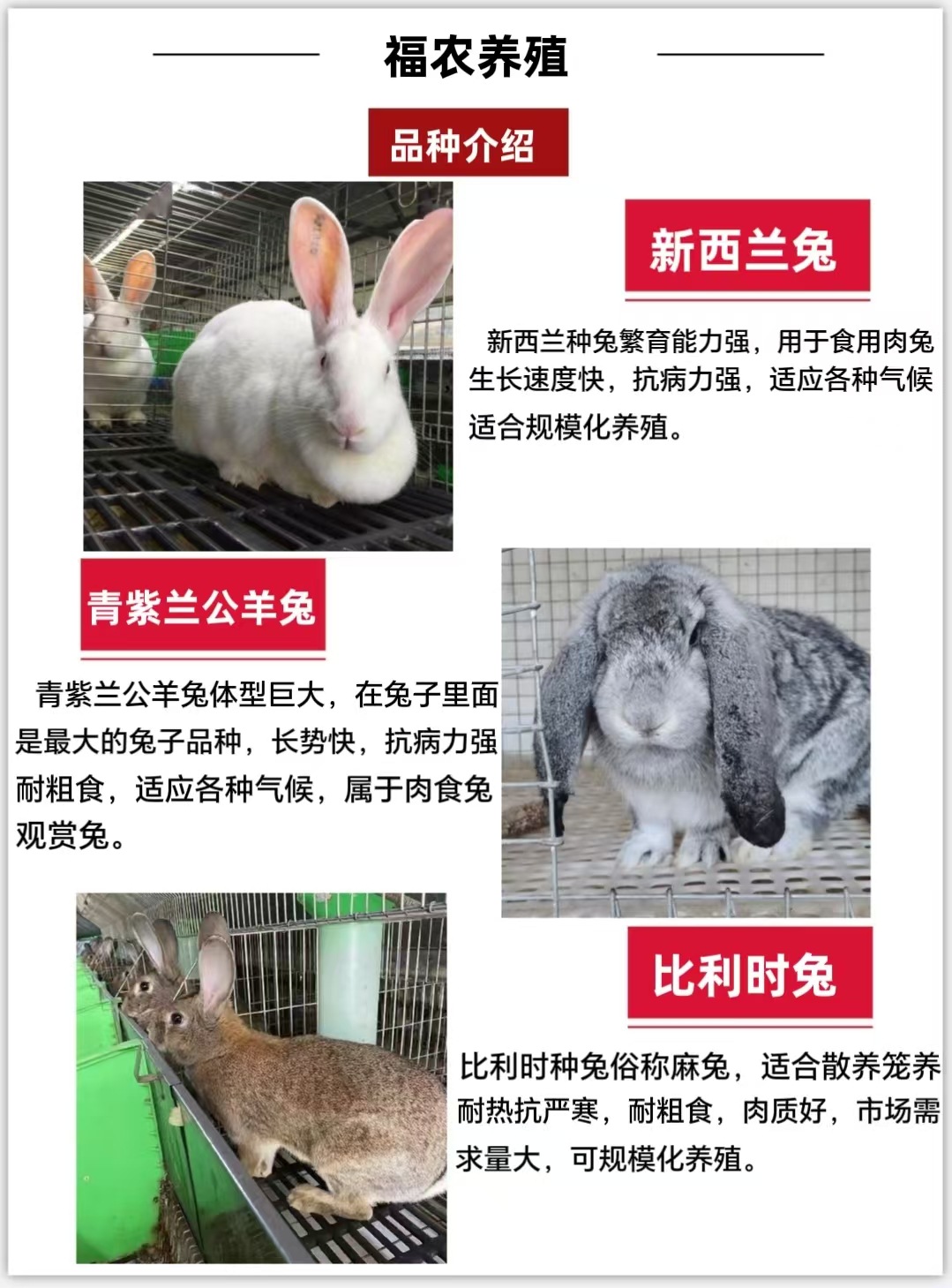 巨型公羊兔养殖基地