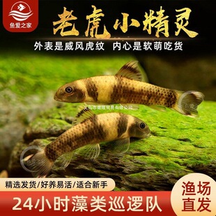 �ϻ�С�~���y�~��ˮ�M��ԭ�������������̦�����~���w�~