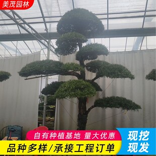 �����_�h�ɘ���@�ֹ��̾G��ֲ��ӭ����ͥԺ�ɘ��������������