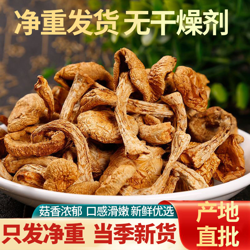 香菇干货滑子菇当季新货干货菌菇商用餐饮批发家用小炒肉炒滑子菇
