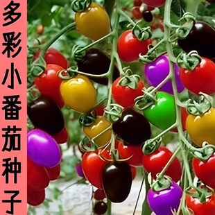 ��ʻ��bС���ѷN�����t������}Ů��С����ͥԺ����ˮ�����ѷN��