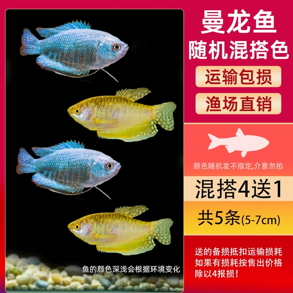 Blue and yellow manlong 5-7cm random mix and match 4 get 1 out of 5