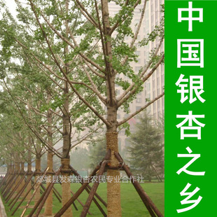 Hometown of Chinese Ginkgo - Selling Ginkgo Saplings with a Diameter of 1.0-90cm Directly from the Base with Sufficient Quantities