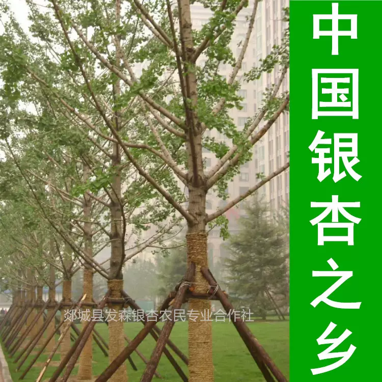 中国银杏之乡-销售直径1-90公分银杏树苗木 基地直销 数量充足