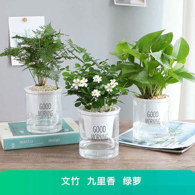 [3 화분] 포토스 + 아스파라거스 + 구리향 + 무료 비료