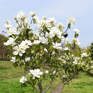 �}�wľ�t�w��N����ľ�N�Ѽt����N���ļ����N���ƌ�ֲ��