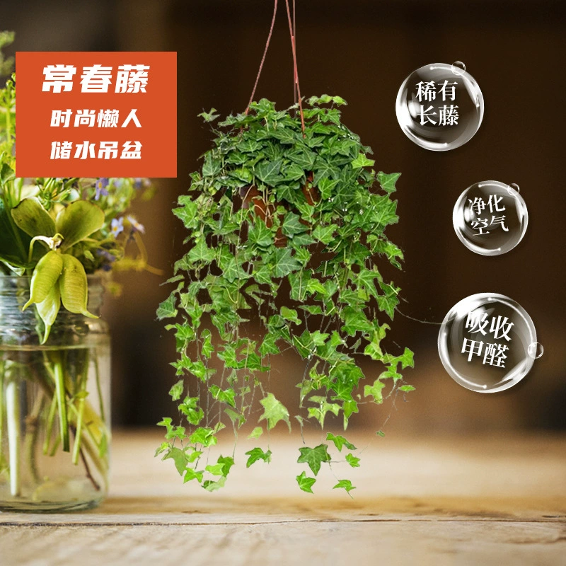 Вечнозеленое гидропонное растение в горшке комнатное растение Хлорофит зеленое растение хороший Плющ оптом зеленое растение