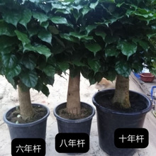 (�Ҹ��䎧ԭ�� )�Ҹ������Դ����҃ȿ͏d��Gֲƽ�������ֱ�l