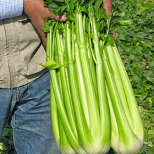 文图拉西芹种子绿色有机蔬菜种子家庭阳台四季种植四季小香芹种子