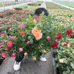 õ�廨���Ϙ��ش󻨎��������ܾGֲ�������¼��Nޱ�҃����̨�ļ�