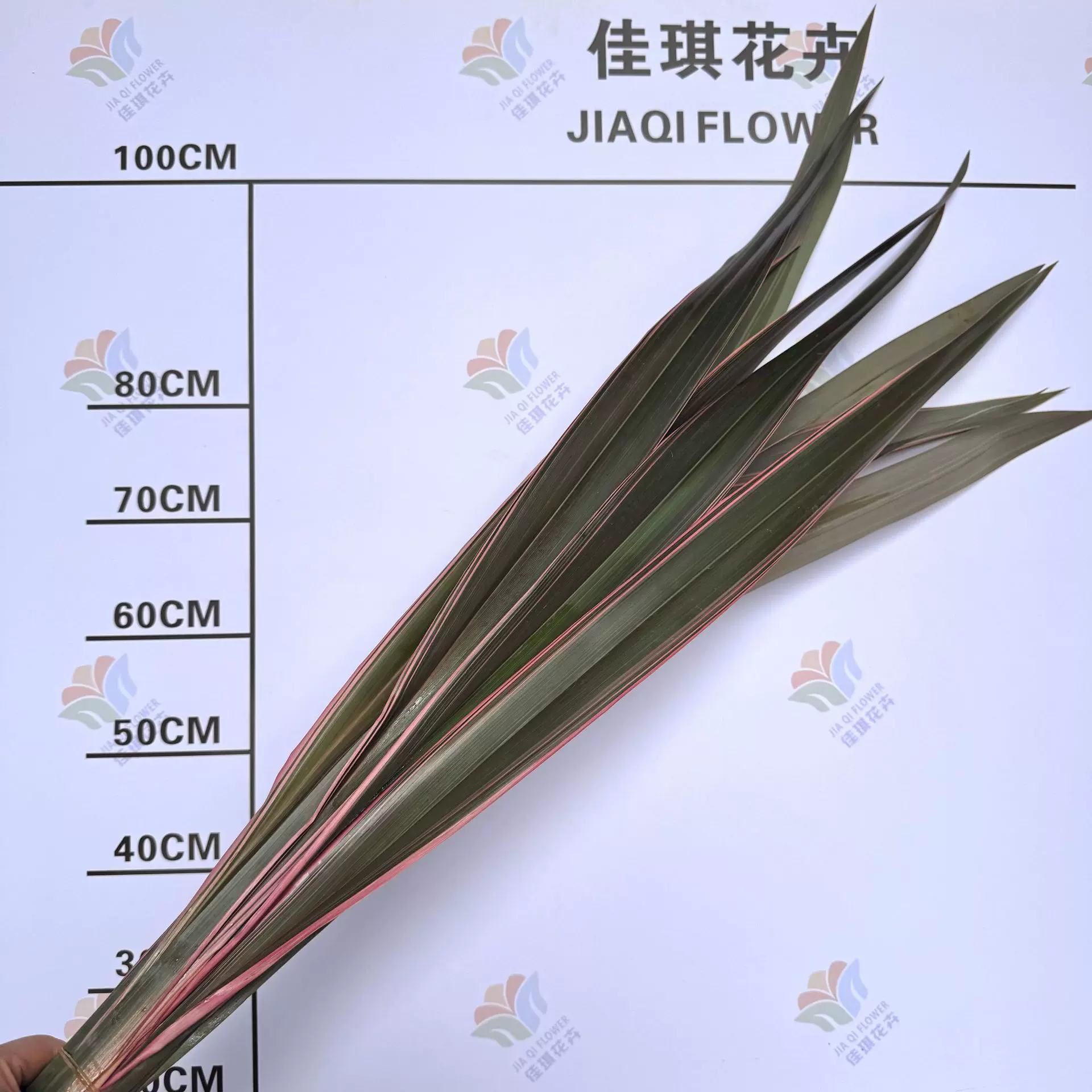 新鲜新西兰亚麻叶鲜花麻兰鲜切叶小众野奢高级感婚庆活动布置叶材