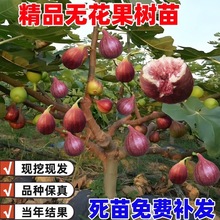 无花果树果苗特大树苗四季盆栽矮化地庭院波姬红当年结果新鲜苗树
