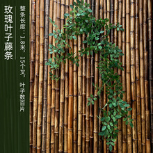 ����õ���Nޱ�F�z���~���҃��̨���{�ܵ�ͥԺ�bٻ����ڒ�Gֲ