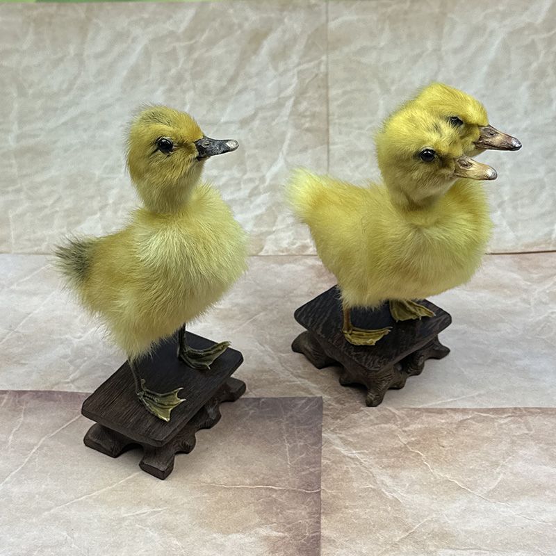 Little Duck Specimen Landscaping Background Design Photography Teaching Factory Direct Sales and Shipping, Available for Bulk Wholesale of Craft Accessories