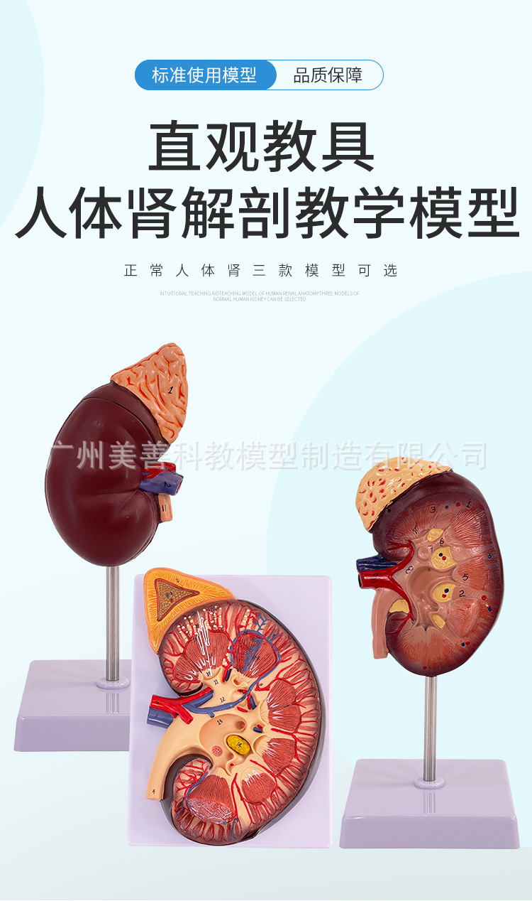 人体肾脏模型 肾解剖附肾上腺放大模型病变肾脏 人体内脏器官解剖-阿里巴巴