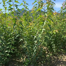 丛生三角枫苗木 茶条槭绿篱苗 三角枫墩  东北供应耐寒绿化灌木
