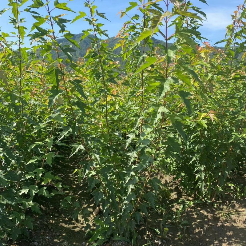 丛生三角枫苗木 茶条槭绿篱苗 三角枫墩  东北供应耐寒绿化灌木