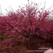 现货供应大量菊花碧桃 种植行道绿化菊花碧桃树 价格优惠中$