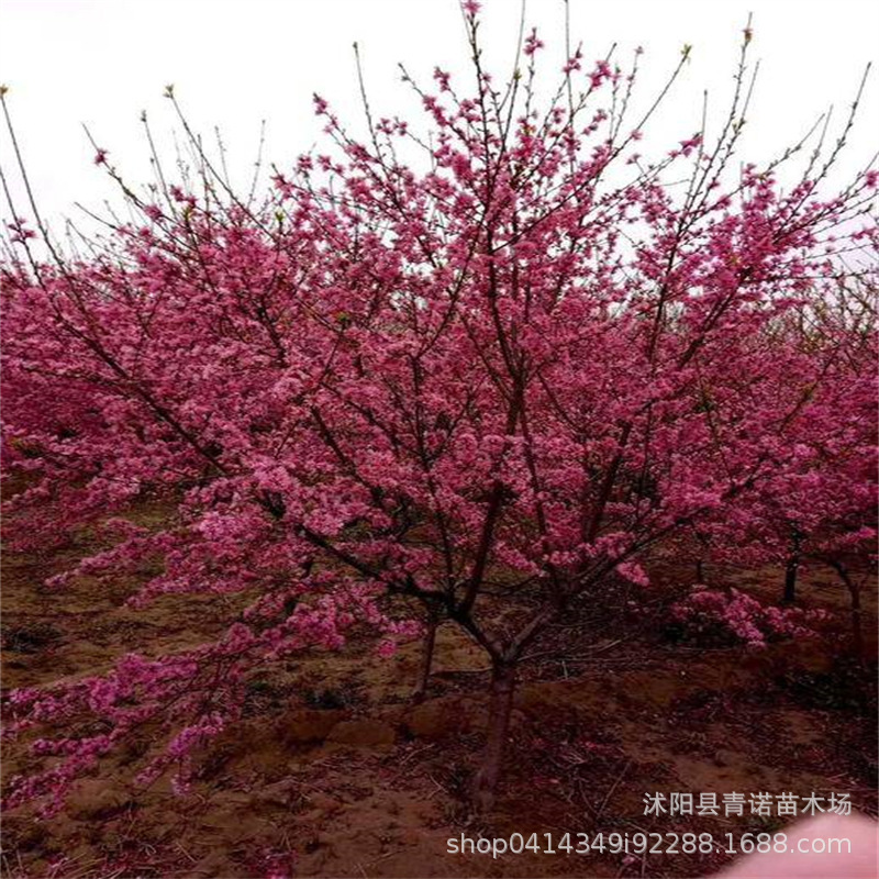 现货供应大量菊花碧桃 种植行道绿化菊花碧桃树 价格优惠中$