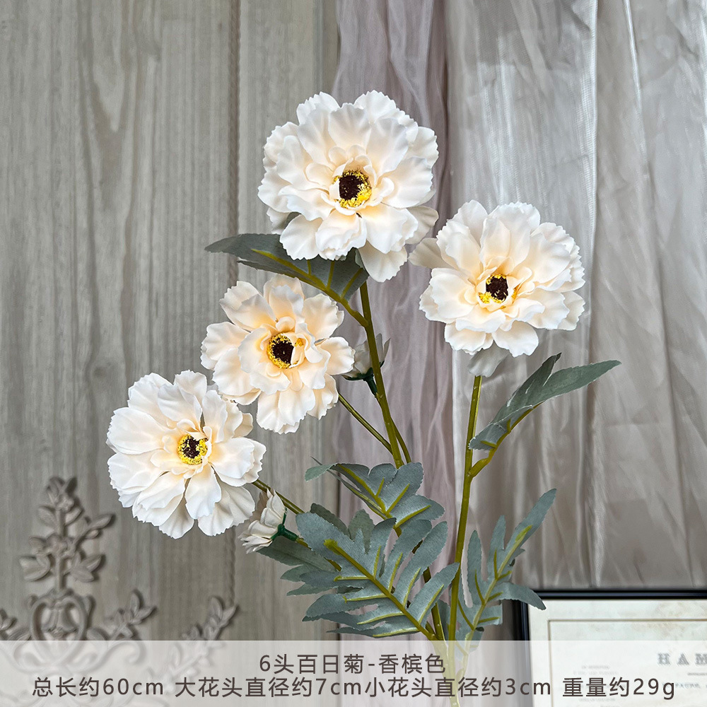 XQ 6头百日菊--香槟