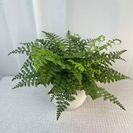 盆栽;灌木;蕨类植物