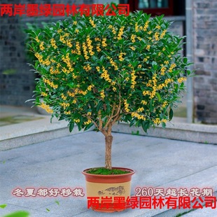 �𻨝������Լ޽Ӵ��ͥԺ���d�ļ��_���҃Ƚ��䵤������Ͱ��]