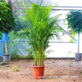散尾葵植物盆栽客厅凤尾竹大型绿植室内办公室好养阳台花卉植物苗