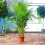 办公室大型盆栽植物绿植