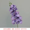 9 Daping Film Phalaenopsis Purple