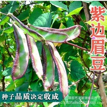 紫边眉豆种子大宽扁豆角种籽搭架爬藤豆角籽