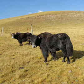 西藏青海牦牛多少钱一头/牦牛肉什么价格/活牦牛过毛重价格