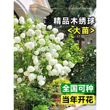 一件代发中华木绣球树苗欧洲斗球木本风景树大花绣球花苗庭院地栽