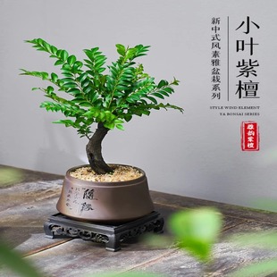 Small-Leaf Red Sandalwood Old Stump Plant Indoor Coffee Table Living Room Office Desk Sapling Easy to Maintain All Year Round Green Plant Potted Bonsai