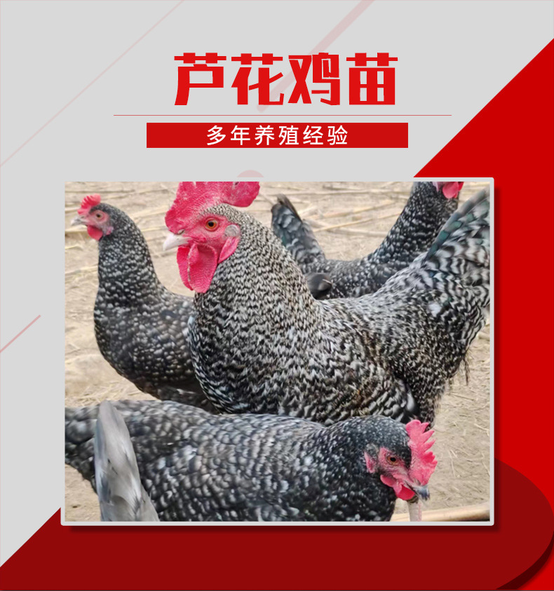 芦花鸡苗-1_01.jpg