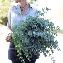 尤加利 银水滴冈尼桉树 苹果桉 小叶桉 心形叶子桉树植物环保